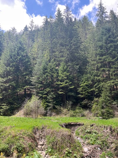 The image shows a dense forest scene in Drianovo, Bulgaria. The forest is composed primarily of tall evergreen trees, possibly pine or fir, with varying shades of green foliage. The sky is visible in the upper left corner, featuring a blue sky with scattered white clouds. The foreground is a grassy area with some small trees and brush. A dry creek bed with rocks and sparse vegetation borders the grassy area. The scene appears to be a natural setting within the urban area of Drianovo. No people are visible in the image. The dominant elements are the trees, grass, and the creek bed.