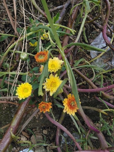 The image presents a ground-level, close-up view of mixed vegetation in the city of Nathene, Laos. The central focus includes multiple small, composite flowers exhibiting vibrant yellow and reddish-orange hues, with some in full bloom and others appearing as buds. Specifically, five distinct yellow flowers and three reddish-orange flowers are visible, along with one green flower bud. These flowers are intermingled with various plant stems; prominent features include slender green stems with associated foliage and several thicker, smooth, reddish-purple stems emerging from the ground. The soil base is dark brown, uneven, and contains scattered small stones and organic debris. Dried, light-colored grass blades are present in the upper left quadrant. A piece of translucent, white plastic-like material is partially visible embedded within the vegetation and soil in the mid-right portion of the frame. No individuals, animals, or significant man-made structures are depicted.