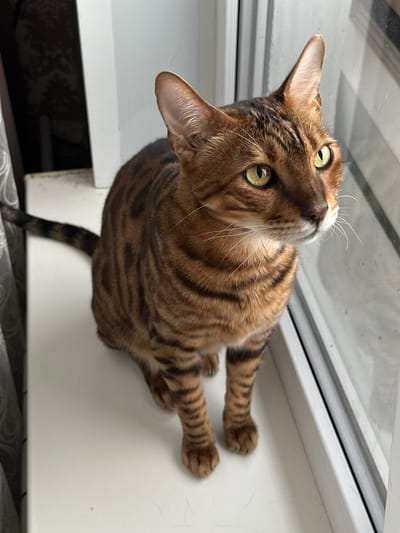 A close-up, high-angle shot shows a Bengal cat sitting on a white windowsill, looking out a window. The cat has distinctive golden-green eyes, a tabby coat with dark brown stripes, and is facing to the right of the frame. Its tail is curled behind it. The background includes a dark curtain on the left and the white frame of the window on the right. The environment appears to be indoors, possibly a residential setting. The image does not provide any information about the city of Gornyi Erik, Russia, or any inhabitants.