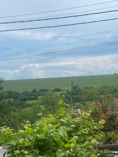 The image, captured in Drentsi, Bulgaria, presents a panoramic view of a rural landscape under a cloudy sky. In the foreground, lush green vine leaves and blooming pink roses are visible, obscuring the lower portion of the scene. Behind them, a line of trees and vegetation stretches across the mid-ground, punctuated by a solitary electricity pylon. Further in the distance, a vast, flat green field extends towards the horizon, meeting a sky filled with heavy, white clouds. Power lines are strung across the upper part of the frame, adding a touch of human infrastructure to the natural scenery.