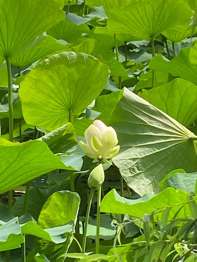 A close-up shot captures a cluster of lush green lily pads and a delicate light pink lotus flower in bloom. The lotus bud is partially open, revealing soft, pale petals. Sunlight illuminates the scene, highlighting the intricate veining of the large, circular lily pads, some of which are angled to show their undersides. The overall impression is one of tranquility and the natural beauty of a pond or watery garden. The location context is Plastunovskaya, Russia. There is no visible text in the image.
