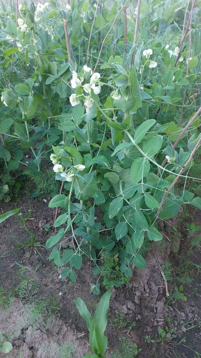 A patch of pea plants with white flowers are growing in a garden bed. The plants are supported by thin stakes and have large, green leaves. The soil is dark and appears moist. In the lower right corner, a young corn plant is visible. The background is blurred and suggests a natural outdoor setting, possibly a rural area. The image was taken in the city of Masty, Belarus.