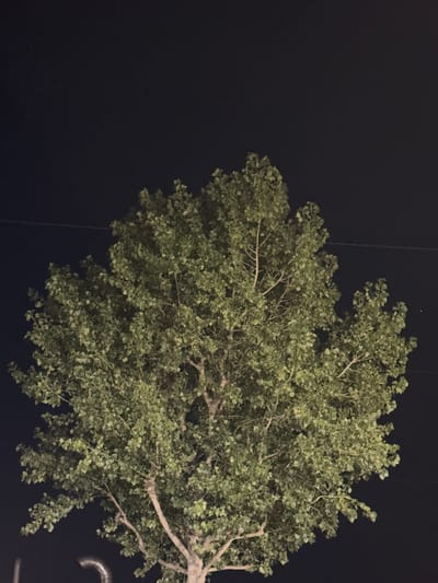 A close-up, low-angle shot shows a large tree with dense green foliage against a dark night sky. The tree's trunk and branches are visible, with the canopy filling most of the frame. Two thin horizontal lines, possibly power lines or wires, are faintly visible against the sky in the upper portion of the image. In the bottom left corner, a curved metallic object, possibly part of a structure or infrastructure, is partially visible. The image appears to have been taken in Sala Bolognese, Italy.