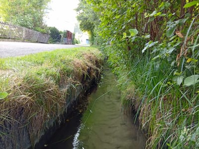 The image shows a narrow stream running alongside a paved road in Zofingen, Switzerland. The stream is bordered by lush green grass and dense vegetation, with trees overhanging the water. The road appears to be a residential street, with a wooden fence and houses visible in the background. The water in the stream is clear and shallow, with a sandy bottom. The overall impression is one of a peaceful, natural setting within a suburban environment. The scene is captured from a low angle, emphasizing the proximity of the stream and the vegetation to the viewer.