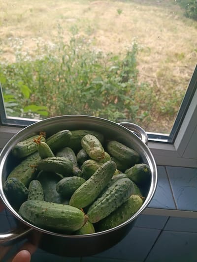 A pot overflowing with cucumbers sits on a tiled surface, likely a windowsill or countertop, in front of a window. Through the window, a blurry, sunlit outdoor scene of dry grass and greenery is visible. The cucumbers are green and appear to be freshly harvested, with some still showing remnants of their stems. A hand is partially visible on the left side of the image, holding the pot. The lighting suggests it is daytime. The setting is likely a rural or suburban environment in Litynia, Ukraine, given the window view.