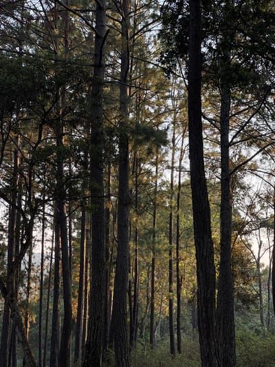 A vertically-oriented, medium shot depicts a dense forest, possibly located in La Esperanza, Honduras. The photograph features a multitude of tree trunks, vertically arranged and dominating the frame, receding into the distance. The trees are a mix of pine and leafy varieties, with dense foliage. The sunlight filtering through the canopy casts dappled patterns on the trunks. The overall impression is one of depth and density within the forest.
