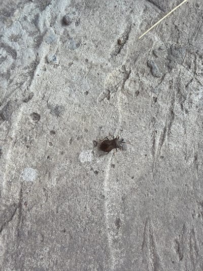 A single brown insect is visible on a textured, gray concrete surface. The insect is positioned slightly left of the center of the image and is facing towards the left. Its body is oval-shaped, and it has visible legs and antennae. The concrete surface appears weathered with slight variations in color and texture, and there are small pebbles and indentations present. A thin, light-colored straw or twig is also visible in the upper right portion of the image, partially overlapping the concrete. The scene is outdoors, suggesting a possibly urban or semi-urban environment given the concrete. The specific location within Kamianka-Buzka, Ukraine, is not discernible from the image alone.