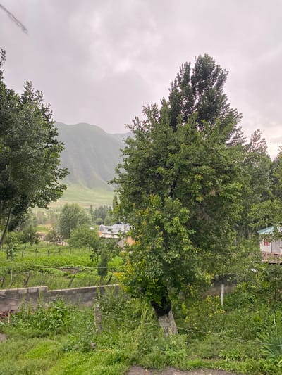 The image depicts a rural scene in Murdash, Kyrgyzstan, characterized by lush greenery and overcast skies. In the foreground, a large, leafy tree with a visible trunk dominates the right side of the frame. To its left, another mature tree frames the view, with its branches extending into the upper left corner.
Beyond the trees, a low, gray cinder block wall runs horizontally across the mid-ground, partially obscured by vegetation. Behind the wall, rows of cultivated plants, possibly a vegetable garden, are visible. Wooden stakes mark the rows, and the plants appear healthy and green.
Further in the background, a small cluster of buildings can be seen. One structure has a light-colored wall and a dark, sloped roof with a green trim. Another building, partially visible on the far right, has a similar roof and a glimpse of a pink-colored window. A scattering of other trees and structures are spread across the landscape.
The background is dominated by rolling, verdant hills that recede into the distance under a uniformly gray, cloudy sky. The overall impression is one of a tranquil, agricultural setting, likely during the warmer months. No people or animals are present in the image.