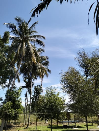 A serene landscape showcases tall coconut palms reaching toward a blue sky with wispy clouds. Various trees dot the scene, creating a textured green canopy. In the distance, a grassy field stretches out, framed by a simple wooden fence. A small structure, possibly a platform, is visible with a ladder leaning against it. The scene evokes a sense of calm and tropical beauty.