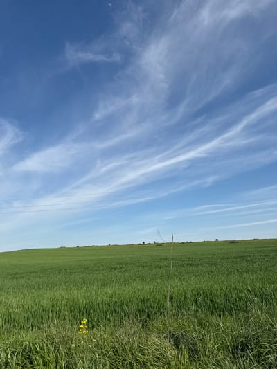 The image displays a vibrant, portrait-oriented rural landscape, likely captured in Krumovo Gradishte, Bulgaria. The left side of the frame is dominated by a bright, clear blue sky, adorned with delicate, wispy white cirrus clouds that stretch diagonally from the bottom-left towards the top-right. A faint, slender crescent moon is visible in the upper-left quadrant of the sky. Several thin, dark lines, likely power lines or telephone wires, are strung horizontally across the sky, approximately midway up the frame.
The right side of the image features an expansive field of lush, green crops or grass, extending towards a distant, flat horizon. The vegetation appears dense and healthy, suggesting a fertile agricultural area. In the immediate foreground, on the far right, the green growth is noticeably thicker, and a small cluster of bright yellow flowers adds a splash of color. Further into the field, a lone, slender, bare branch or stick protrudes vertically from the ground. Along the distant horizon, subtle silhouettes of trees or bushes break the otherwise flat line.
The scene depicts a tranquil, open environment with no visible human or animal activity. The presence of the crescent moon in a bright sky suggests either early morning or late afternoon/early evening. The weather appears fair with scattered high-altitude clouds. No text is visible in the image.