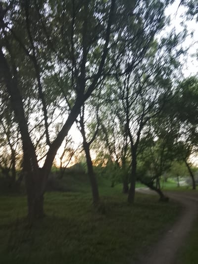 The image depicts a park or wooded area, likely at dusk or dawn, based on the low light and the sun visible through the trees. The scene includes trees with bare branches silhouetted against the light, a grassy area, and a dirt or gravel path curving to the right. There is a hill in the distance. The lack of clarity makes it difficult to discern precise details. I cannot confirm the exact location in Syrdarya, Uzbekistan. There are no people visible in the image.