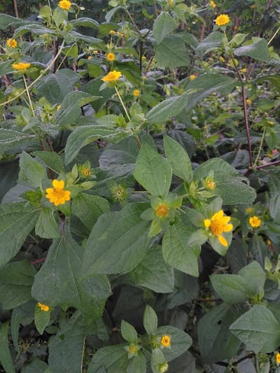The image displays a dense cluster of herbaceous flowering plants, identified as being located in Chan-Nua, Laos. The primary subjects are numerous small, yellow composite flowers, each exhibiting a visible central disc surrounded by ray florets. These flowers are present in various stages of bloom and bud development, distributed throughout the foliage. The plant's leaves are dark green, ovate in shape with serrated margins, and display distinct venation, appearing slightly textured or pubescent. Several reddish-brown stems are visible, supporting the plant structures. The environment is an outdoor, natural setting, characterized by dense vegetation. No human subjects, animals, artificial objects, or explicit actions are discernible within the frame.