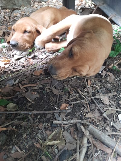 Two tan-colored puppies are sleeping on a bed of dried leaves, twigs, and soil. The puppies are lying next to each other, with one puppy's head resting on the other's body. The ground appears to be in an outdoor setting, possibly a wooded area or garden. The image was taken in Ayvacık, Turkey.