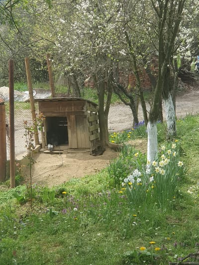 The image shows a rural scene in Хаджийско, Bulgaria. A small, weathered wooden dog house is located under a tree with white blossoms, on a dirt path. Inside the dog house are two dogs. The surrounding area features a wire fence, trees with whitewashed trunks, daffodils, and a grassy area with wildflowers.