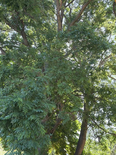 The image shows a dense canopy of green foliage from several trees, with sunlight filtering through the leaves. The trunks of the trees are visible, with textured bark. The perspective is looking upwards into the trees, suggesting the photo was taken from ground level. There are no people or specific objects that can be identified within the scene. The environment appears to be outdoors in a wooded area or park. The exact location within Dinkata, Bulgaria, cannot be determined from the image alone.