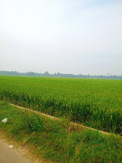 This image captures a wide-angle view of lush green rice paddies under an overcast sky in Keudeblangara, Indonesia. The vast agricultural landscape dominates the frame, showcasing rows of vibrant green rice plants that stretch into the horizon. Many of the rice stalks show signs of ripening, with yellowish grains visible.

In the foreground, a rough dirt or gravel path runs along the left edge, bordering a strip of wild green grass. This grassy area is dotted with small white wildflowers and includes a couple of pieces of white litter, possibly plastic bags. A wooden plank or low embankment separates this grassy edge from the main rice field.

The midground is entirely filled with the dense, verdant rice crop, appearing healthy and well-maintained. In the distant background, a dense line of tropical trees, including several tall palm trees, forms a dark green silhouette against the lighter sky. A few indistinct structures or utility poles can be vaguely seen among the distant trees.

The sky is a uniform, hazy light grey or off-white, suggesting an overcast day with diffused light. There is no direct sunlight, giving the scene a soft, calm ambiance. No people or specific activities are visible, emphasizing the expansive and tranquil nature of the agricultural setting. The overall impression is one of productive farmland under a muted sky. No text is visible in the image.