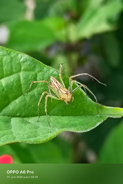 A close-up, macro photograph captures a delicate spider resting on a vibrant green leaf. The spider, a lynx spider, exhibits a slender, pale-yellow body adorned with thin, reddish-brown stripes across its abdomen. Its long, spiny legs are splayed out, giving it an almost delicate appearance against the textured surface of the leaf. The leaf itself is a rich green, with visible veins and a slightly fuzzy edge. The background is softly blurred, showcasing further foliage in varying shades of green, suggesting an outdoor, natural environment. The bottom portion of the image displays a dark green overlay with white text indicating "OPPO A6 Pro" and "24 Juni 2026 pukul 08.00", which are the device and date/time the photograph was taken. The location specified, Rheum Barat, Indonesia, places this scene within a tropical or subtropical landscape, likely a garden or natural area.