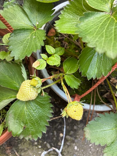 The image shows an unripened strawberry plant with two green strawberries and several large green leaves. The plant is in a pot, with a brown rope tied around it. The background is blurred, showing dirt and some other plants. There are no people or animals visible in the image. The location in the city of Pavlodol'skiy, Russia, is not discernible from the image.