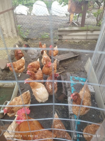 Captured from behind a wire mesh fence, the image shows a flock of chickens in an outdoor enclosure in Rudnya, Russia. The ground is muddy and contains hay. There is a water container in the lower left. In the background are several white objects covered by tarp. A rusty metal stand is also visible. The date and time of the photo are 01.06.2026 18:37.