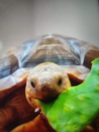 A close-up shot reveals a tortoise, its textured, tan head and shell filling the frame. Dark, round eyes gaze forward with a focused expression. A bright green leaf partially obscures the lower right, seemingly held in the tortoise's mouth. The background is a soft, out-of-focus beige, creating a shallow depth of field that emphasizes the tortoise as the central subject.