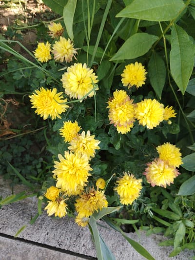 In Tavaksay, Uzbekistan, a close-up, overhead shot showcases a cluster of vibrant yellow chrysanthemums blooming amidst lush green foliage. The flowers are the primary subject, with their intricate petals and bright yellow hue dominating the frame. Some of the blossoms show slight signs of wilting, with a few petals exhibiting a reddish-pink tinge at the edges. The surrounding greenery is a mix of dark green leaves and slender blades of grass, creating a natural and somewhat unkempt backdrop. A textured, gray concrete surface is visible in the lower left corner of the image, suggesting an urban or semi-urban garden setting. The lighting appears to be natural daylight, casting soft shadows and highlighting the textures of the flowers and leaves.