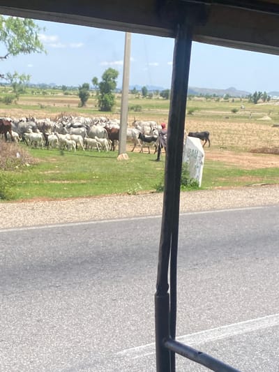 The image depicts a herd of cattle being guided along a dusty road in Yali, Nigeria. The cattle, mostly white with some darker markings, are packed together, some facing the camera and others their heads down grazing. A few people are visible amongst the herd, wearing what appear to be traditional attire. They are likely herding the cattle.
The scene is set in a rural, arid landscape with dry, tan-colored fields bordering the road. Green patches of grass are interspersed throughout, suggesting some areas are more fertile or recently irrigated. In the background, rolling hills are visible under a bright, clear sky, indicating a sunny day, likely midday given the strong shadows. The road itself is paved with asphalt and has white lane markings, suggesting it's a main thoroughfare.
On the side of the road, there's a white, rectangular marker or post with some faint, illegible writing or symbols on it, possibly a milestone or a local landmark. A single black cow stands near this marker, separate from the main herd. The perspective of the photo suggests it was taken from a vehicle, as a portion of a metal structure, possibly part of a vehicle's frame or canopy, is visible in the foreground, obscuring the top and left of the scene. The overall impression is one of a typical rural scene in Nigeria, with livestock management being a central activity.