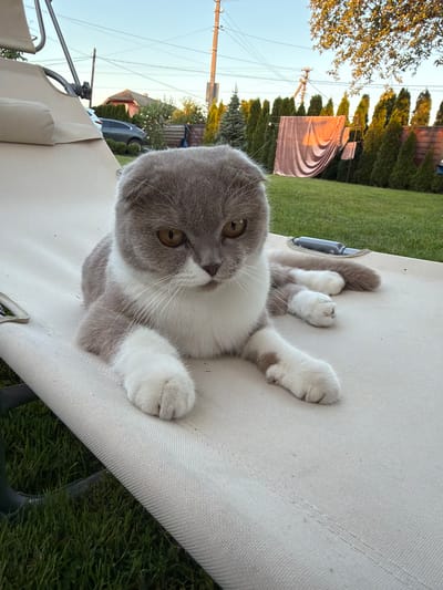 A Scottish Fold cat with grey and white fur lies on a beige lounge chair outdoors. The cat's ears are folded downwards, and its eyes are open and looking towards the viewer. The cat's paws are white, and its tail is visible behind it. The lounge chair is positioned on a grassy lawn in front of a fence made of dark wood. Behind the fence, there are several evergreen trees and a pink sheet hanging on a clothesline. In the background, a car is parked next to a house, and power lines and poles are visible against a clear blue sky. The scene appears to be in a residential area, possibly in the village of Uhornyky, Ukraine.