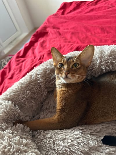 An Abyssinian cat is lying on a fluffy grey pet bed. The cat has reddish-brown fur with darker tabby markings on its face and ears. Its eyes are wide and alert, with a yellowish-green iris. The cat is partially nestled into the soft bed, with its body curving to the right and its left paw visible extending forward. Behind the cat, a bright red blanket is draped over a surface, possibly a bed or sofa. The background is slightly out of focus, but suggests an indoor setting with a window on the left side. The lighting appears to be natural, coming from the window. The image is taken from a slightly elevated perspective, looking down at the cat.