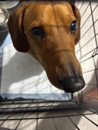 A close-up, eye-level shot shows the head of a brown dachshund dog peering down from a wire crate. The dog's snout is angled towards the camera, with its dark nose in sharp focus. A single tear is visible on the dog's left eye. The background is blurred, with a white pad visible inside the crate and the shadowy bars of the crate in the foreground and right side of the image. The lighting is dim, creating shadows within the crate. There are no people or discernible landmarks within the image that would indicate its location in Petrovskii, Russia.