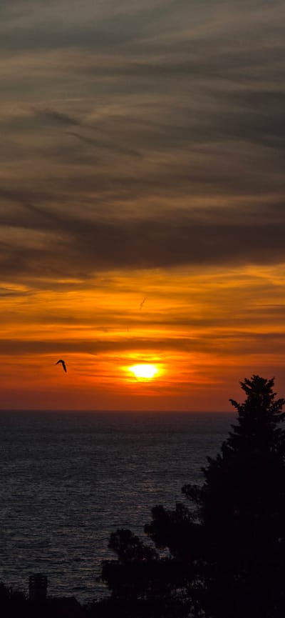 The image captures a sunset over the sea in Dobra Voda, Montenegro. The sun, a bright white orb, dominates the center, casting a warm, orange glow on the striated clouds. The sky transitions from gray on the left to a vibrant orange near the sun. Birds can be seen silhouetted against the sky. The sea appears dark and still. Silhouette of foliage frame the right side of the image.