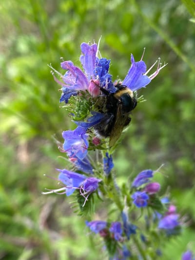 A close-up, eye-level shot captures a bumblebee resting on a cluster of vibrant blue and purple flowers, likely Viper's-bugloss (Echium vulgare), which are in bloom. The bumblebee is positioned on the upper part of the flower stalk, with its fuzzy black and yellow body clearly visible. Its wings, which are translucent and veined, are partially spread. The flowers themselves are delicate, with five petals each, and some have pinkish stamens extending outwards. The background is a soft blur of green foliage, suggesting a natural outdoor setting. The lighting appears to be natural daylight, creating a gentle illumination of the scene. The image was taken in Velykyi Bychkiv, Ukraine, as indicated by metadata.