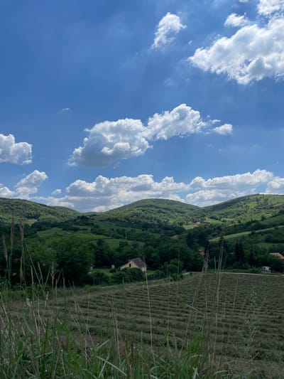 This is a vertical, outdoor, wide-angle photograph of a rolling green landscape under a bright blue sky with scattered white clouds. In the foreground on the right, tall blades of grass obscure part of the view. The middle ground features a field of cut hay, arranged in neat rows, suggesting the hay has recently been harvested. Beyond the hayfield, a gentle slope rises, covered in lush green trees and vegetation. A small, light-colored house with a dark roof is nestled amongst the trees on this slope. The background is dominated by more undulating hills covered in dense greenery. The overall scene conveys a sense of rural tranquility. The lighting suggests it is daytime, likely late morning or early afternoon, with the sun casting bright light and some shadows. The weather appears clear and fair. There is no visible text in the image. The location is identified as Beocin Municipality, Serbia.