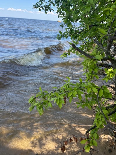 The image displays a natural scene at the edge of a body of water, likely a river or lake, with green foliage from a tree branch hanging into the frame from the top left. The water is a murky brown, indicating a potentially muddy bottom or sediment stirred up by movement. There are small waves and ripples on the surface, suggesting a gentle breeze or current. The sunlight casts dappled shadows of the leaves and branches onto the water and the sandy or muddy bank visible on the right side of the frame. A small white object, possibly a distant boat or structure, is visible on the left horizon. The sky, visible in the upper left, is blue with scattered white clouds. The overall impression is a peaceful, natural setting during what appears to be daylight. The presence of lush green leaves and the bright sunlight suggest a warmer season, likely spring or summer. There is no visible text in the image.