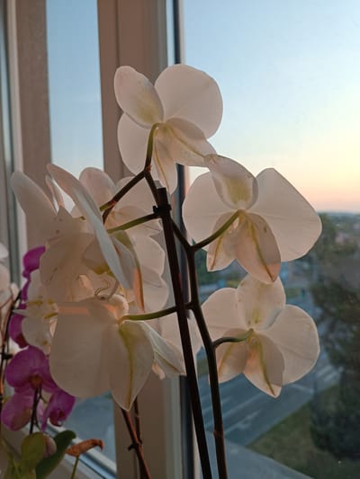 A close-up, eye-level shot captures a spray of white phalaenopsis orchids against a blurred background of a window view. The flowers, with their characteristic petal shapes, are illuminated by soft, warm light, possibly from a sunset or sunrise. Some petals show faint greenish veins. Behind the orchids, a window reveals a distant cityscape with buildings and trees, rendered out of focus. The sky above the cityscape transitions from a pale blue near the top to a soft orange hue near the horizon. On the left side of the frame, a hint of purple orchids is visible. The overall atmosphere is tranquil and serene, emphasizing the delicate beauty of the flowers and the soft light of the fading day.