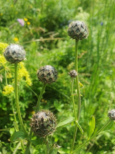 The image is a close-up photograph of several thistles, likely Centaurea species, in various stages of development. They are set against a backdrop of blurred green foliage, suggesting a natural outdoor environment. The focus is on the intricate, spiky seed heads of the thistles, which are predominantly green and grey, with some brown elements indicating dryness or maturity. One thistle in the foreground, on the lower left, is partially obscured by yellow wildflowers. The lighting is natural and diffused, casting a soft glow on the subjects. There are no people or man-made objects visible in the frame. The scene is indicative of a meadow or wild garden setting in the village of Smorodinka, Russia, during a warm season.
