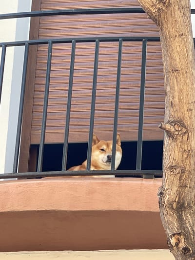 A light-colored dog, possibly a chihuahua or similar small breed with tan fur, is peeking out from behind a dark metal grille. Only its head and upper body are visible, turned towards the viewer with a curious and watchful expression. The dog's muzzle and part of its face are obscured by one of the horizontal bars.

The setting appears to be an exterior view of a building, likely a balcony or window in Picanya, Spain. A thick, textured tree branch or log extends horizontally across the top of the frame, partially obscuring the view of the background. Behind the dog and the metal grille, there is a dark, undefined interior space, and to the left, a vertical wall or shutter with brown wooden slats. To the right, a reddish-brown or terracotta-colored wall or pillar of a building is visible. Below the grille, a white surface, possibly a ledge or balcony floor, is present.

The bright, even lighting suggests it is daytime, under clear skies. There is no visible text in the image. The architectural elements and the presence of the tree branch create a serene, residential atmosphere.