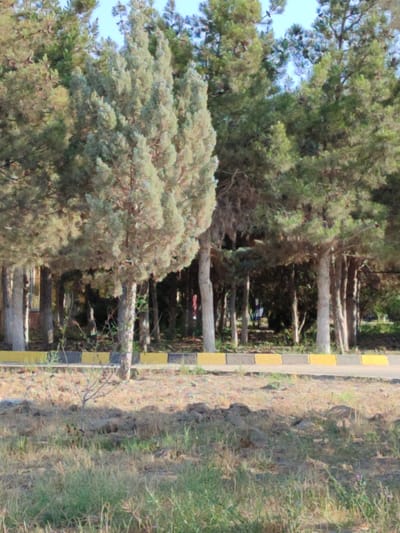 A line of trees, predominantly conifers and some deciduous trees, stands on a slightly elevated area. The trees have varying shades of green and brown foliage, with some branches bare. In the foreground, dry grass and patches of exposed soil are visible. A paved area, possibly a road or pathway, runs along the base of the trees, bordered by a curb with alternating yellow and gray sections. The lighting suggests it is daytime, with the sun casting shadows. The scene appears to be in a park or an undeveloped area within a city, given the presence of both natural elements and man-made structures like the curb. There are no people or animals visible in the image, and no text is present. The overall atmosphere is serene and natural.