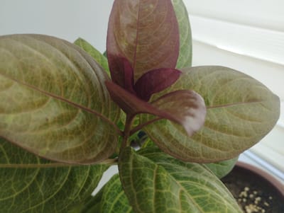 This media file is a close-up, eye-level shot of a houseplant's leaves, with the top portion of a brown terracotta pot visible in the lower right corner. The plant has large, ovate leaves with prominent venation. The coloring of the leaves is a mix of green and a reddish-purple hue, with the newer growth at the center appearing more intensely purple. The leaves exhibit a textured surface with a network of lighter green or yellowish veins against a darker green background on some, and a more uniform, muted brownish-purple on others. The plant is set against a bright, neutral background, possibly a wall or window covering, with horizontal lines suggesting blinds or a similar structure. The lighting appears to be natural, coming from the right, casting soft shadows and highlighting the textures of the leaves. The scene is likely indoors, in a domestic setting, given the presence of a potted houseplant. There are no people or animals visible, and no text is present in the image. The overall mood is tranquil and focuses on the botanical details of the plant. The location context of Zarafshan, Uzbekistan, suggests this indoor plant is in a home or office within that region.