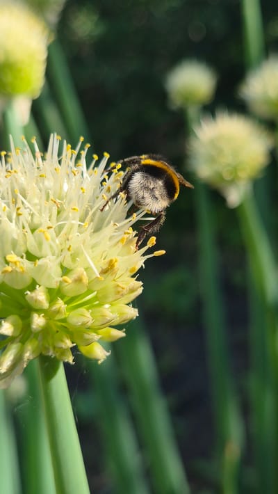 In Bulatovo, Russia, a bumblebee with black and yellow markings is perched on a white onion flower. The flower is detailed with numerous delicate white petals and yellow stamens. In the background, out of focus, are more onion flowers and green foliage, suggesting a garden setting. The lighting indicates it is daytime, with the sun casting subtle shadows.