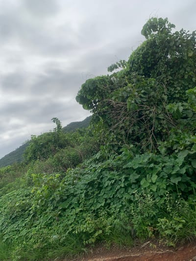 The image depicts a dense, overgrown hillside covered in lush green vegetation and trees. The foliage is so thick that it obscures most of the underlying terrain, creating a wall of leaves and branches. The sky above is overcast with a heavy, gray cloud cover, suggesting a dull or possibly rainy day. The hillside slopes upwards from the bottom right corner of the frame towards the left and background. In the distance, the contours of another, larger hill or mountain can be discerned through the vegetation and the cloudy sky. The overall impression is one of a wild, untamed natural landscape. The specific location of Assob Hausa, Nigeria, is a rural area characterized by such hilly terrain and abundant vegetation.