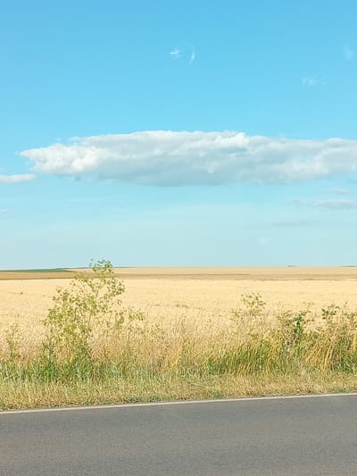 A wide-angle photograph captures a rural landscape under a bright blue sky with scattered clouds. In the foreground, a section of a paved road runs horizontally across the bottom of the frame. Beyond the road, a field of golden wheat stretches towards the horizon, bordered by a strip of green and dry grass. A small, leafy green bush is visible in the middle ground. The background consists of a vast, flat expanse of harvested fields under a pale blue sky, with a few wispy clouds and a faint circular streak of white, possibly a contrail, high in the sky. The scene appears to be in Okop, Bulgaria, given the characteristic rolling fields and clear skies of the region. There are no people or animals visible in the image.