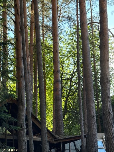 This media file displays a scene with several large, horizontal logs positioned one above the other, creating a layered effect. The logs are rough-hewn, suggesting they are natural or minimally processed wood. Behind the logs, lush green foliage is visible, interspersed with patches of bright blue sky, indicating an outdoor setting with ample sunlight. Some of the foliage appears to be tree branches and leaves, while other parts might be smaller evergreen branches.
In the background, on the right side of the image, a portion of a building or structure can be seen. It appears to be constructed of wood and has a window with blue glass. The overall scene suggests a natural or semi-natural environment, possibly a rural area or a forested location. The presence of the building hints at human activity or habitation nearby, possibly a cabin or a workshop in a wooded area.
The lighting suggests it is daytime, with sunlight filtering through the trees and illuminating the scene. There are no people visible in the image, and no specific activity or event is depicted; it appears to be a still-life shot focusing on the arrangement of logs and the surrounding nature. The textures of the wood, the vibrant green of the leaves, and the clear blue sky are prominent visual elements. The location context of Ovsyanka, Russia, implies a likely temperate climate, consistent with the presence of deciduous and evergreen trees.
