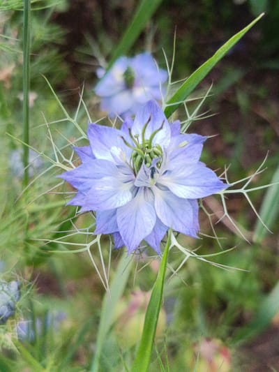 This is a close-up, vertical shot of a delicate, light purple flower with intricate, spiky green bracts. The flower has multiple layers of petals, with the inner petals appearing slightly darker and more complex in structure. The background is a blur of green foliage and hints of darker, earthy tones, suggesting an outdoor garden setting. The focus is sharp on the flower, highlighting its delicate beauty and the feathery texture of the surrounding leaves. There is no indication of people, objects, or actions within the frame; the scene is purely botanical. The location is identified as Martuni, Armenia, implying this is a natural or cultivated floral scene within that region.