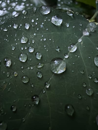 The image is a close-up, macro photograph of a dark green leaf covered in numerous water droplets of various sizes. The droplets reflect the surrounding environment, appearing as clear, rounded or elongated shapes. Some droplets are larger and more prominent, showcasing the texture of the leaf underneath, while smaller droplets are scattered across the surface. The lighting is diffused, creating a moody and detailed view of the leaf's surface and the water's texture. The scene is natural, without any visible signs of human activity or urban elements, suggesting it was taken in a natural setting such as a garden or park, potentially in or around the city of Timonovo, Russia.