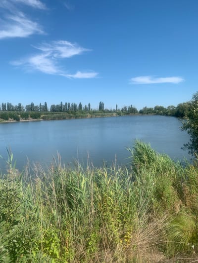 This is a vertical, eye-level, outdoor, full shot photograph of a riverbank scene. The sky is a clear, bright blue with thin, wispy white clouds. The river is calm and a muted blue-grey, reflecting the sky. On the right side of the image, tall reeds and various green plants grow densely along the bank, with some dry, straw-colored stalks interspersed. On the left side, beyond the river, a line of trees forms a dark green border along the opposite bank, suggesting a wooded area or parkland. The overall impression is of a serene and natural landscape on a sunny day. The time of day appears to be daytime, likely late morning or early afternoon, given the bright sunlight and clear sky. There are no visible people, objects, or text. The location is Tsenyava, Ukraine.
