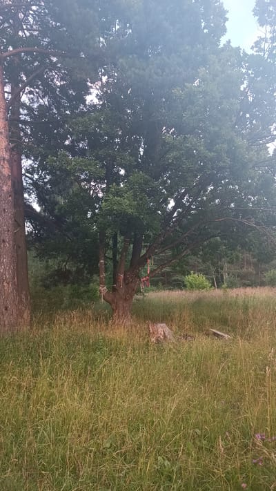 A wide shot captures a clearing with tall grass, dominated by a large, mature oak tree in the center. The oak tree has a thick, gnarled trunk and branches adorned with several colorful ribbons tied around them. To the left of the oak, a portion of a tall, slender pine tree trunk is visible. In the background, a dense forest of various trees extends towards the horizon. The ground is covered in a thick, overgrown field of grass, with a visible tree stump and a wooden plank in the middle ground. The lighting suggests it is daytime, possibly late afternoon, with a slightly overcast sky. The scene appears to be in a natural, undeveloped area, consistent with a rural location.