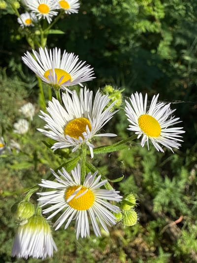 This media file is a close-up, high-angle shot of several daisy-like flowers with yellow centers and white, ray-like petals. The flowers are in various stages of bloom, with some fully open and others still in bud form. One flower in the foreground is slightly tilted, with its petals fanning outwards. Delicate strands of spiderweb are visible on some of the petals, catching the sunlight. The background is a blur of green foliage, suggesting an outdoor, natural setting. The lighting indicates it is daytime, likely sunny, given the bright illumination and the sharp contrast between light and shadow on the petals. The context provided places this scene in Korobivka, Ukraine, implying a temperate climate and possibly a field or meadow environment. There is no visible text in the media file. The overall impression is one of natural beauty and delicate detail.