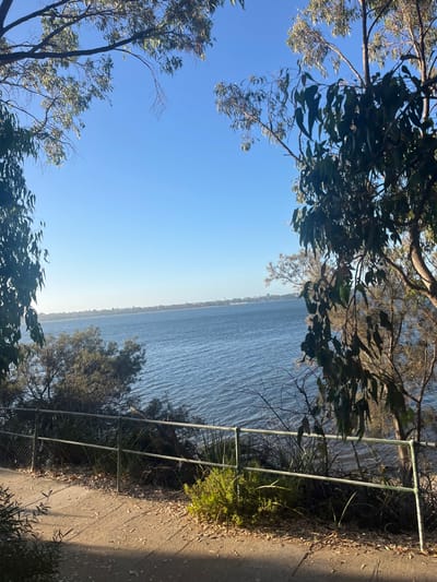A daytime image taken in Applecross, Australia, depicts a view overlooking a body of water. The immediate foreground shows a light-colored unpaved path covered with scattered dry leaves and patches of green vegetation. A dark-colored metal railing fence, consisting of horizontal bars and vertical posts, runs along the edge of the path, demarcating a slope descending towards the water. Behind the fence, dense green shrubs and smaller trees populate the embankment. The mid-ground is occupied by a wide expanse of calm, blue water with subtle surface ripples. A distant landmass is visible on the far horizon, featuring a low-rise skyline of buildings and a line of vegetation. The upper portion of the frame reveals a clear, bright blue sky, partially obscured and framed by the dark green foliage and branches of several large trees, consistent with eucalyptus species, positioned at the left, top, and right edges of the view. No human subjects or animals are visible. The scene is illuminated by direct sunlight, casting some shadows on the path.
