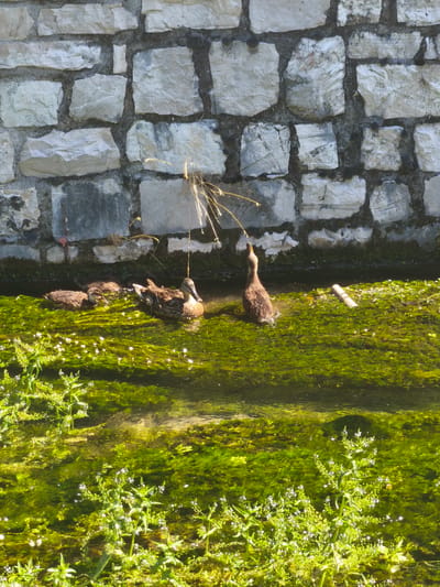The image shows a family of ducks swimming in a shallow stream bordered by a stone wall. The wall, constructed of irregular light-colored stones mortared together, forms the background. The stream is filled with vibrant green aquatic plants and has a clear, shallow flow. In the water, a mother duck is swimming with two ducklings close behind her. A third duckling is partially submerged, facing away from the viewer, and appears to be stretching its neck upwards. Another duck, larger than the ducklings and facing away from the camera, is also in the water. In the stream, a piece of hollow, cylindrical object, possibly debris, is visible. In the foreground, the stream is densely populated with green plants with small white flowers. The scene suggests a natural environment within or adjacent to an urban setting, likely in Bojano, Italy, given the mention of the location.