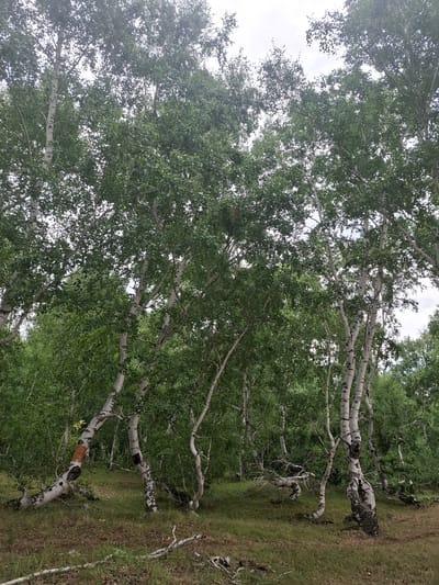 The image depicts a forest scene in Orta-Bulak, Kazakhstan, characterized by a dense stand of birch trees with white bark and green foliage. The trees are of varying sizes, with some leaning and others growing upright. The ground is covered in dry grass and fallen branches. The sky is overcast.